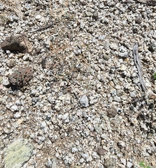 Hypertelis umbellata