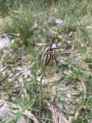 Lyperanthus suaveolens