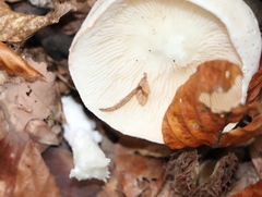 Hygrophorus eburneus