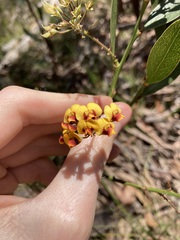 Daviesia corymbosa