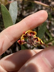 Daviesia corymbosa