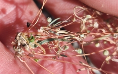 Hypertelis umbellata