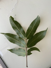 Alectryon subcinereus