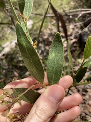 Daviesia corymbosa
