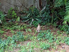 Gorsachius melanolophus