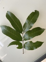 Alectryon subcinereus