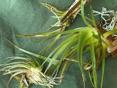 Eriocaulon aquaticum