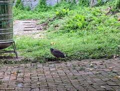 Gorsachius melanolophus