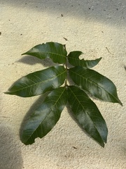 Alectryon subcinereus