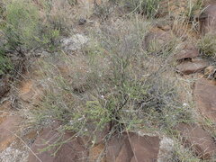 Eriocephalus ericoides