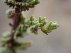 Eriocephalus ericoides