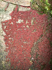 Nectriaceae