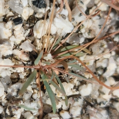 Hypertelis umbellata