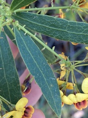 Daviesia corymbosa