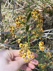 Daviesia corymbosa