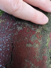 Nectriaceae