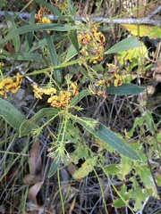 Daviesia corymbosa