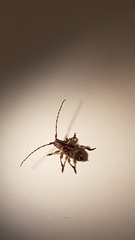 Hexatricha pulverulenta