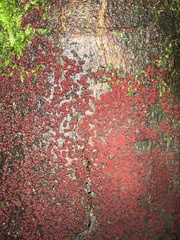 Nectriaceae