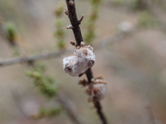 Eriocephalus ericoides