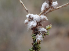 Eriocephalus ericoides