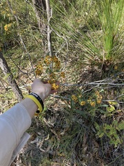 Daviesia corymbosa