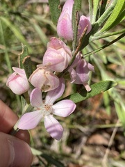 Eriostemon australasius