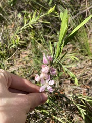 Eriostemon australasius