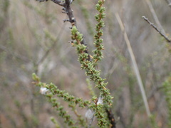 Eriocephalus ericoides
