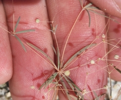 Hypertelis umbellata