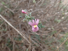 Nemesia hanoverica