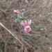 Nemesia hanoverica - Photo (c) Mahomed Desai, μερικά δικαιώματα διατηρούνται (CC BY), uploaded by Mahomed Desai