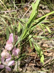 Eriostemon australasius