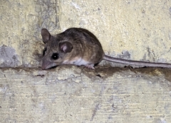Cricetidae