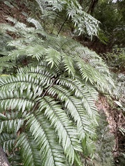 Angiopteris lygodiifolia