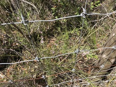 Eriostemon australasius