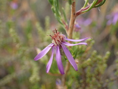 Felicia filifolia