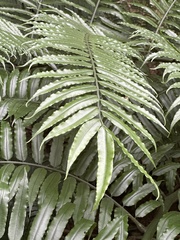 Angiopteris lygodiifolia