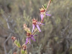 Felicia filifolia