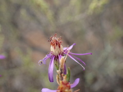 Felicia filifolia