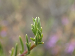 Felicia filifolia