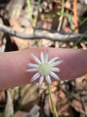 Actinotus minor