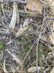 Euryomyrtus ramosissima