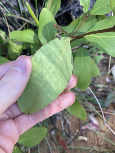 Image of Persoonia laurina by (c) Thomas Mesaglio, some rights reserved (CC BY)