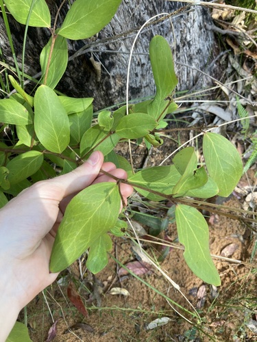 Image of Persoonia laurina by (c) Thomas Mesaglio, some rights reserved (CC BY)