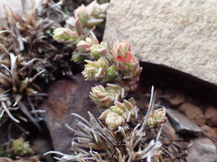Crassula lanceolata lanceolata