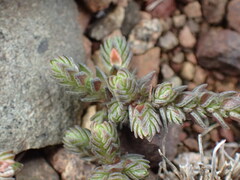 Crassula lanceolata lanceolata
