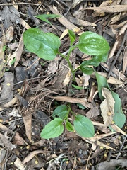 Hackelia latifolia