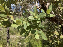 Angophora hispida