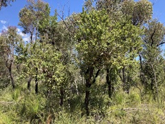 Angophora hispida